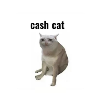 CASHCAT/USDT
