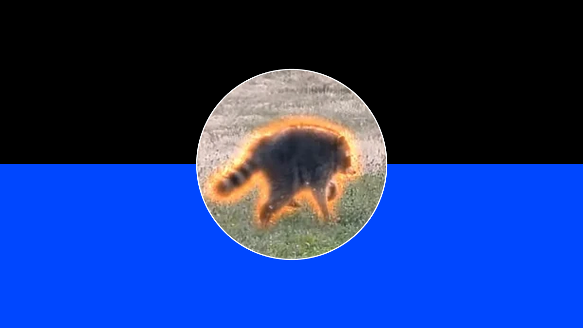 What Is Jimothy the Raccoon (JIMOTHY) Solana Meme Coin?